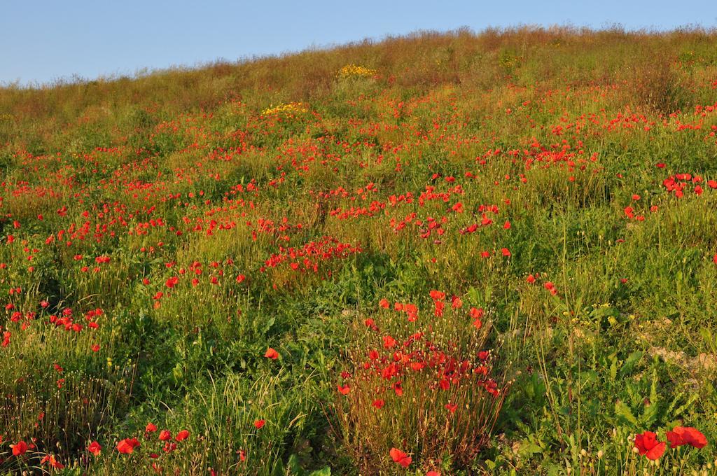 Agriturismo Il Torrione Certaldo Eksteriør billede
